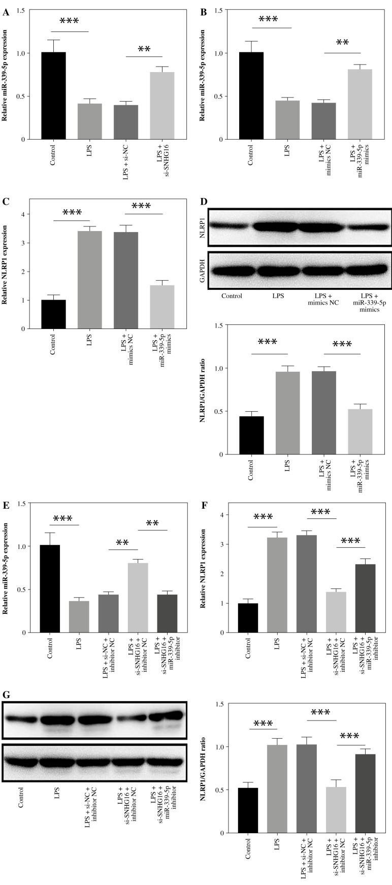 LncRNA SNHG16 promotes LPS-induced human bronchial epithelial cell pyroptosis through miR-339-5p/NLRP1 axis mediation.