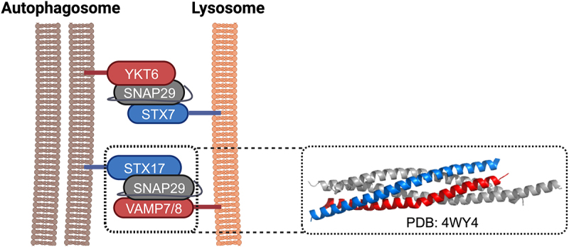 Molecular structures and function of the autophagosome-lysosome fusion machinery.