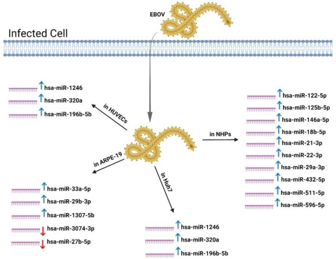 A Review of the Interaction between miRNAs and Ebola Virus.