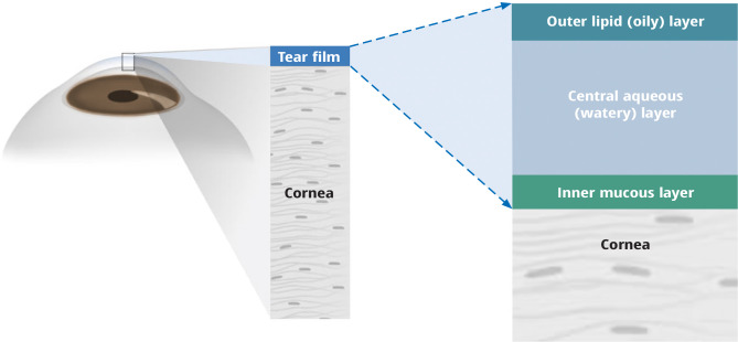 Dry eye disease: an introduction.