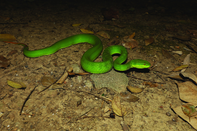 The genome assembly and annotation of the white-lipped tree pit viper <i>Trimeresurus albolabris</i>.