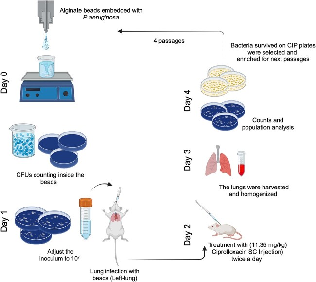 In vivo evolution of antimicrobial resistance in a biofilm model of Pseudomonas aeruginosa lung infection.