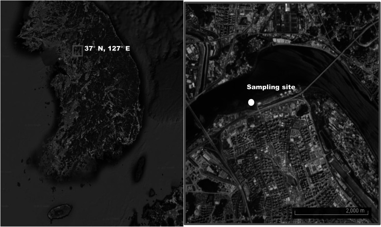 Dietary exposure of the water flea <i>Daphnia galeata</i> to microcystin-LR.