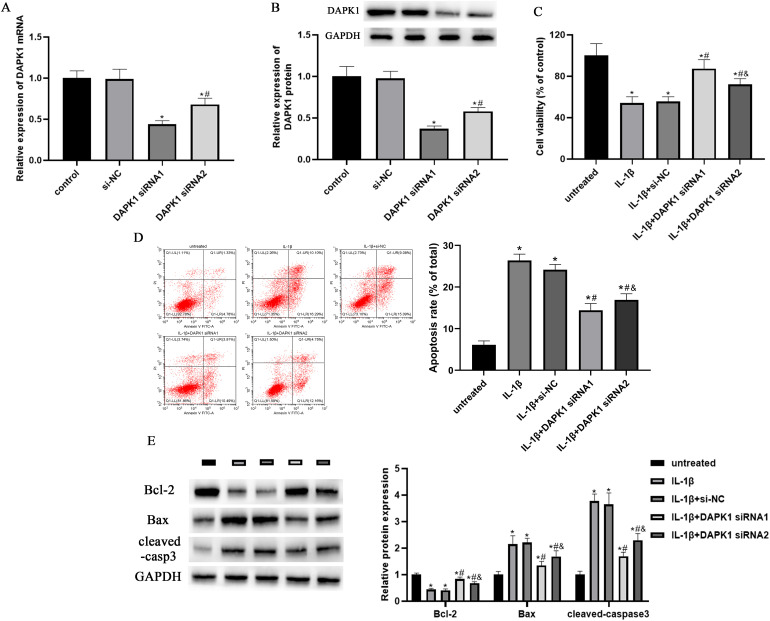Knockdown of DAPK1 inhibits IL-1β-induced inflammation and cartilage degradation in human chondrocytes by modulating the PEDF-mediated NF-κB and NLRP3 inflammasome pathway.
