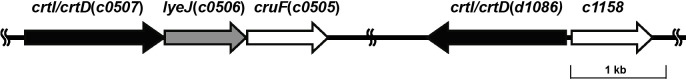 Two Distinct Enzymes Have Both Phytoene Desaturase and 3,4-Desaturase Activities Involved in Carotenoid Biosynthesis by the Extremely Halophilic Archaeon Haloarcula japonica.