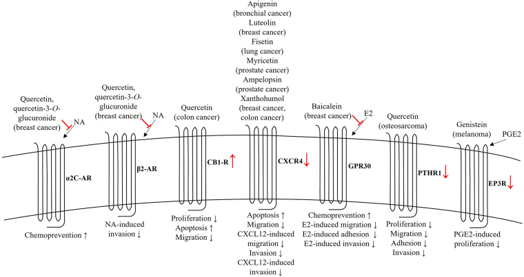 GPCRs as targets for flavonoids in cancer cells: new options for intervention.
