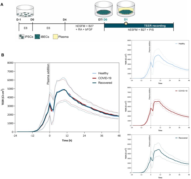 Plasma of COVID-19 Patients Does Not Alter Electrical Resistance of Human Endothelial Blood-Brain Barrier In Vitro.