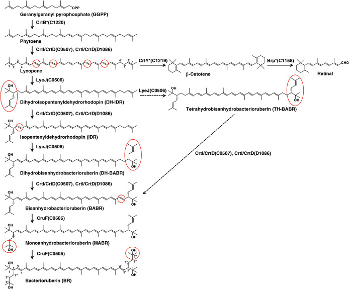Two Distinct Enzymes Have Both Phytoene Desaturase and 3,4-Desaturase Activities Involved in Carotenoid Biosynthesis by the Extremely Halophilic Archaeon Haloarcula japonica.