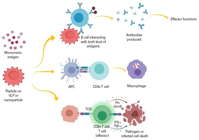 Humanized mouse model for vaccine evaluation: an overview.