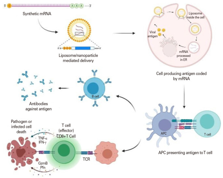 Humanized mouse model for vaccine evaluation: an overview.