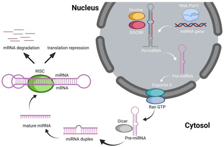 A Review of the Interaction between miRNAs and Ebola Virus.