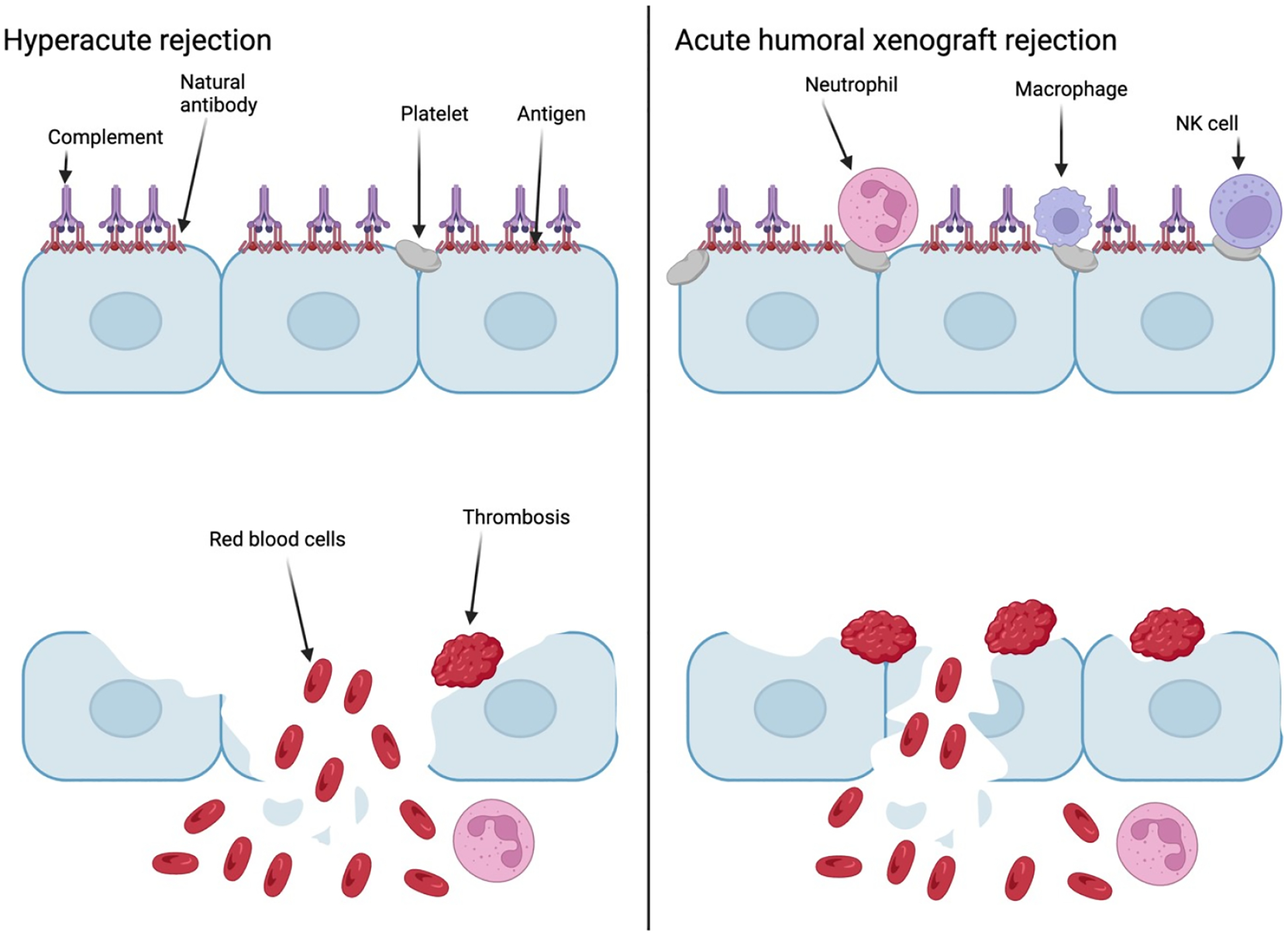 CRISPR-Cas systems: A revolution in genome editing and its diverse applications.