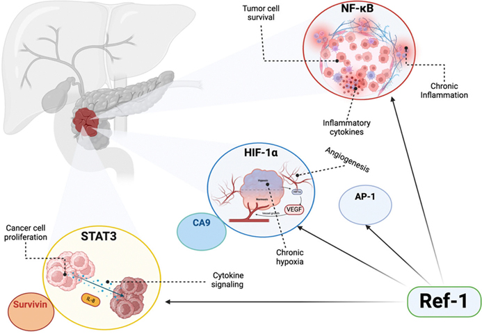 Combating PDAC Drug Resistance: The Role of Ref-1 Inhibitors in Accelerating Progress in Pancreatic Cancer Research.