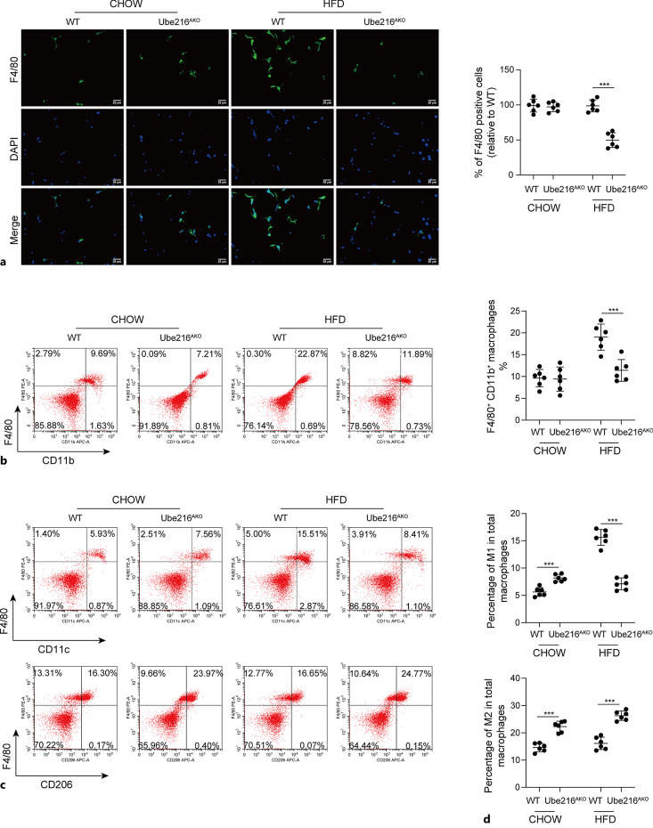 Ube2L6 Promotes M1 Macrophage Polarization in High-Fat Diet-Fed Obese Mice via ISGylation of STAT1 to Trigger STAT1 Activation.