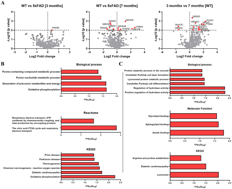 Abnormal Regulation of Mitochondrial Sphingolipids during Aging and Alzheimer's Disease.
