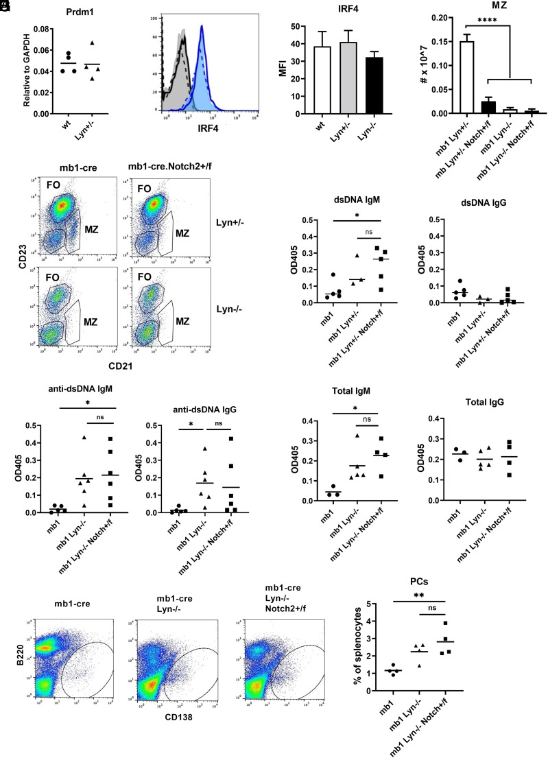 B-1a Cells, but Not Marginal Zone B Cells, Are Implicated in the Accumulation of Autoreactive Plasma Cells in Lyn-/- Mice.