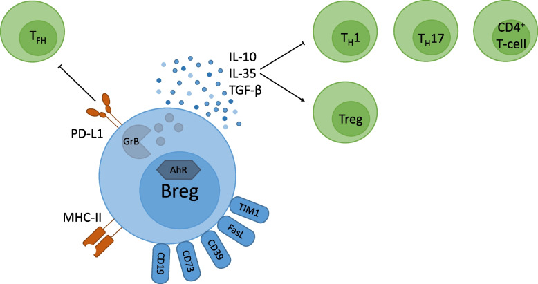 The role of regulatory B cells in immune regulation and childhood allergic asthma.