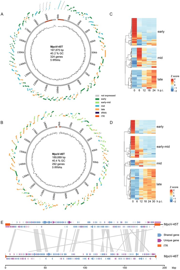 Temperature modulates dominance of a superinfecting Arctic virus in its unicellular algal host.