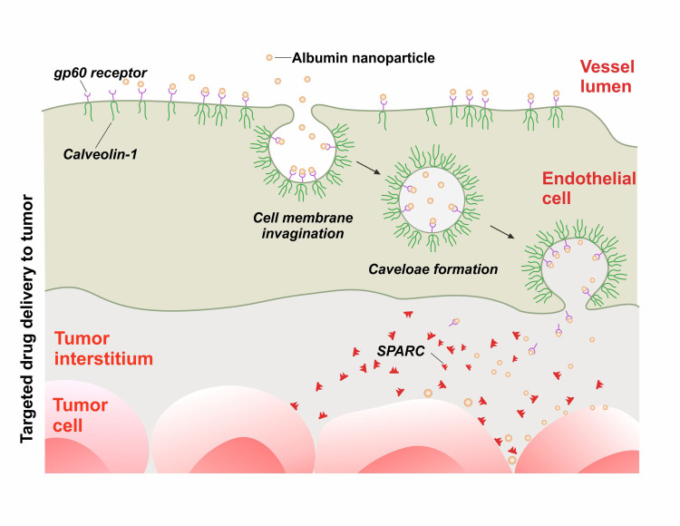 Factors Affecting the Synthesis of Bovine Serum Albumin Nanoparticles Using the Desolvation Method.