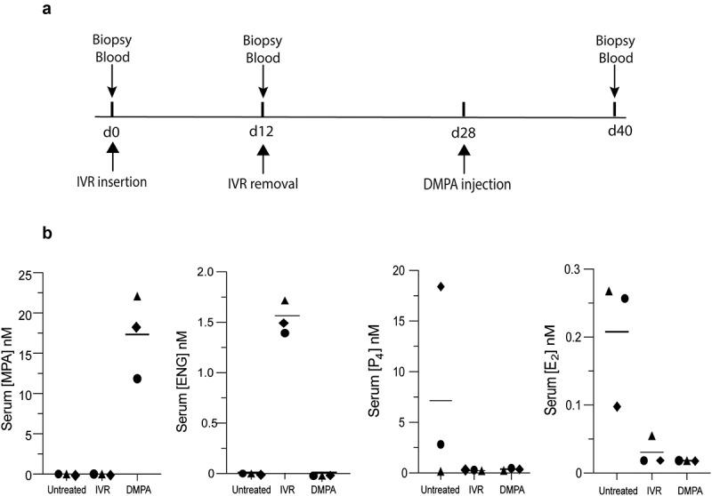 Genital epithelial barrier function is conserved by intravaginal rings releasing etonogestrel and ethinyl estradiol.
