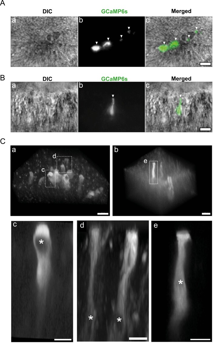 The odor of a nontoxic tetrodotoxin analog, 5,6,11-trideoxytetrodotoxin, is detected by specific olfactory sensory neurons of the green spotted puffers.