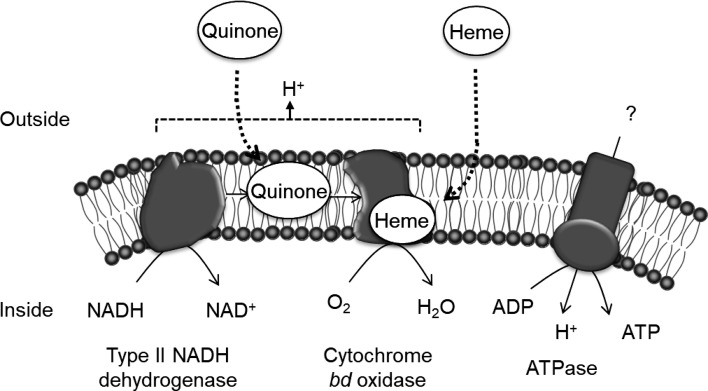 Roles of flavoprotein oxidase and the exogenous heme- and quinone-dependent respiratory chain in lactic acid bacteria.