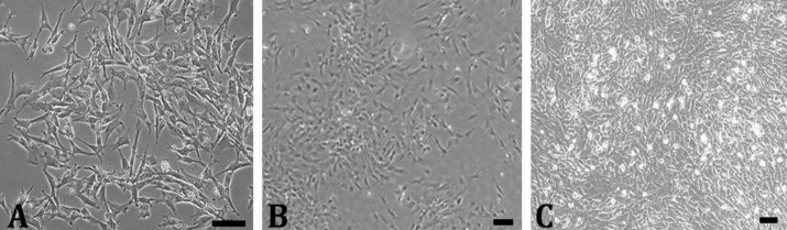Evaluating potential of H'mong chicken bone marrow-derived mesenchymal stem cells at different ages for primordial germ cells' feeder layer.