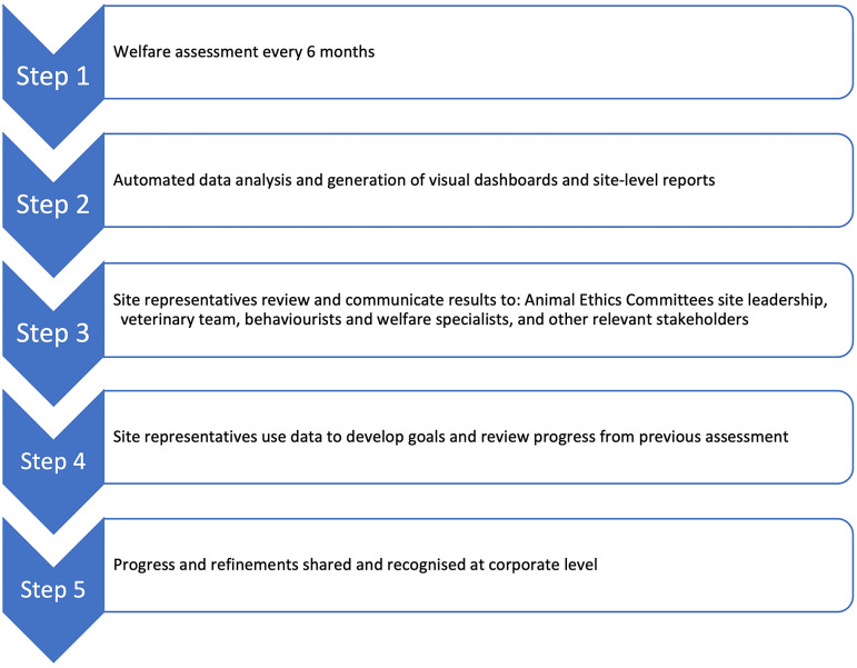 Development of a novel primate welfare assessment tool for research macaques.