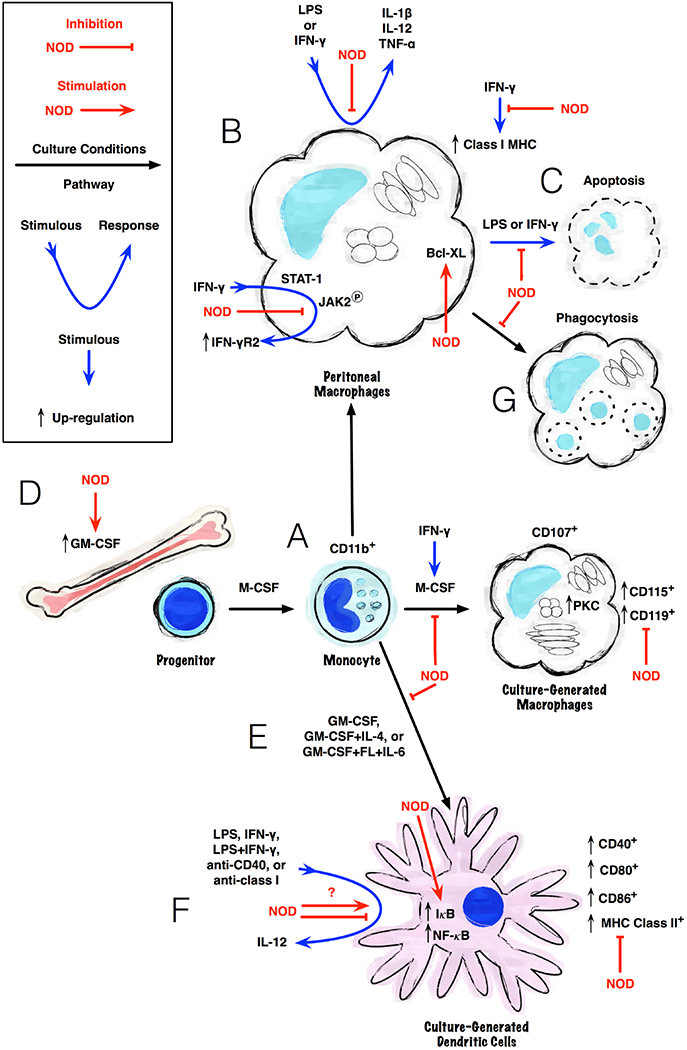 A Monocytic Barrier to the Humanization of Immunodeficient Mice.