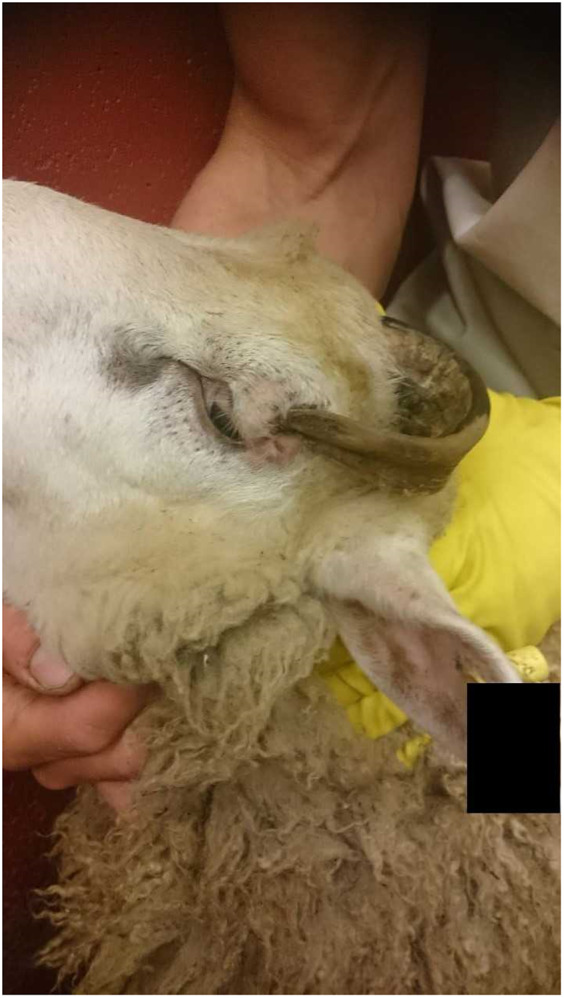 Legal assessment of ingrown horns and other horn-related anomalies in cattle and sheep.