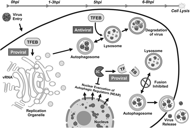<i>Et tu, Brute</i>? TFEB promotes virus replication before being cleaved by a viral protease.