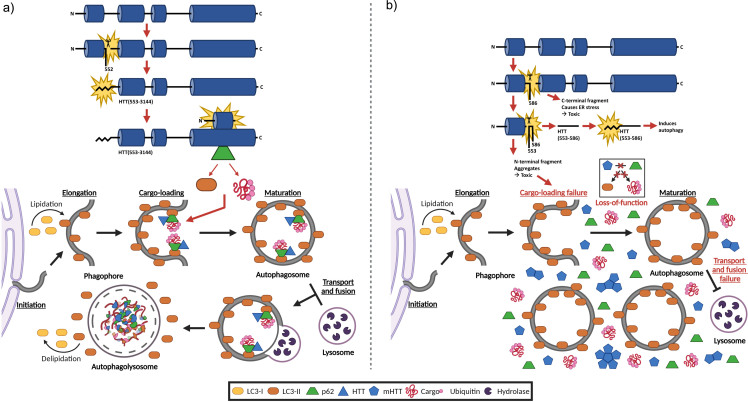 Protective Proteolysis in Huntington's Disease: Unraveling the Role of Post-Translational Myristoylation of Huntingtin in Autophagy.