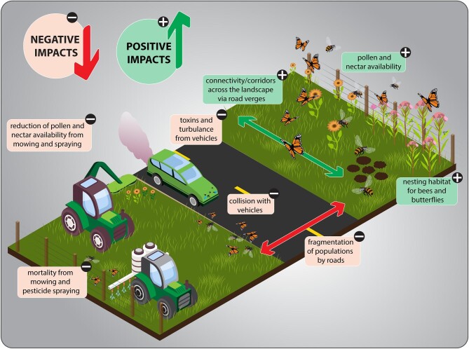 Roadside habitat: Boon or bane for pollinating insects?