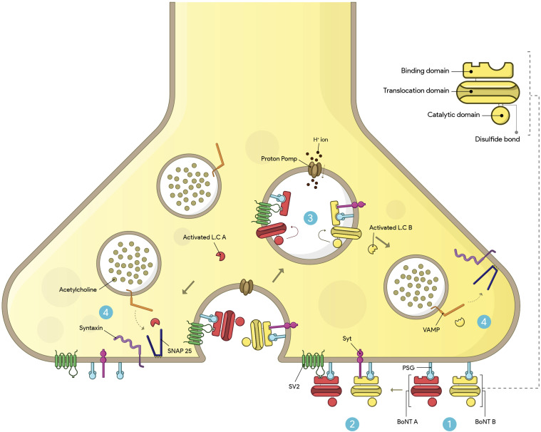 The analgesic effects of botulinum neurotoxin by modulating pain-related receptors; A literature review.