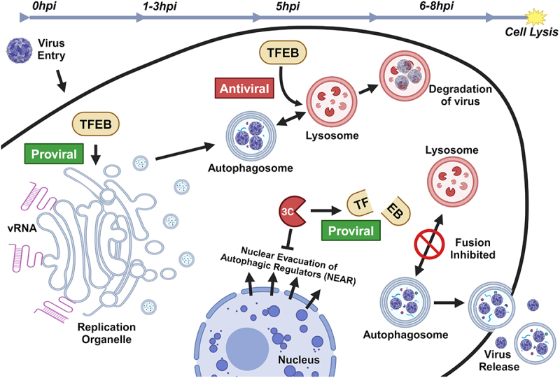 <i>Et tu, Brute</i>? TFEB promotes virus replication before being cleaved by a viral protease.