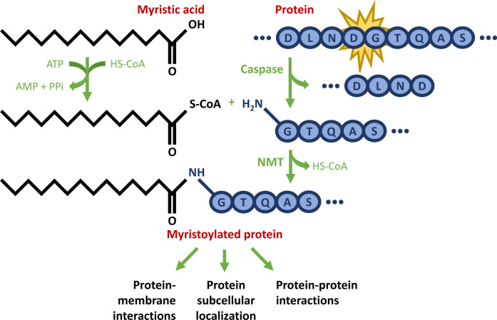 Protective Proteolysis in Huntington's Disease: Unraveling the Role of Post-Translational Myristoylation of Huntingtin in Autophagy.