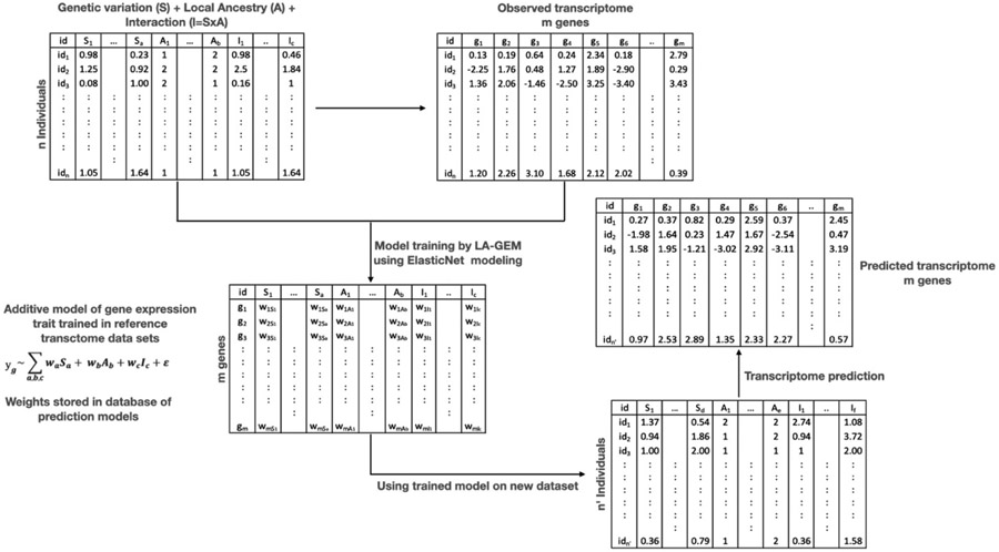 LA-GEM: imputation of gene expression with incorporation of Local Ancestry.