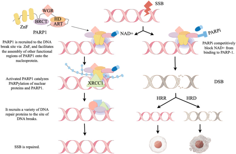 Update on Combination Strategies of PARP Inhibitors.