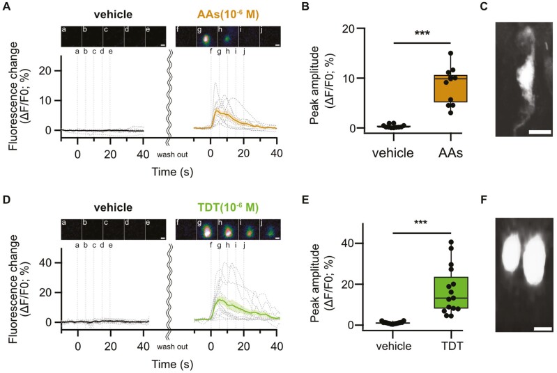 The odor of a nontoxic tetrodotoxin analog, 5,6,11-trideoxytetrodotoxin, is detected by specific olfactory sensory neurons of the green spotted puffers.