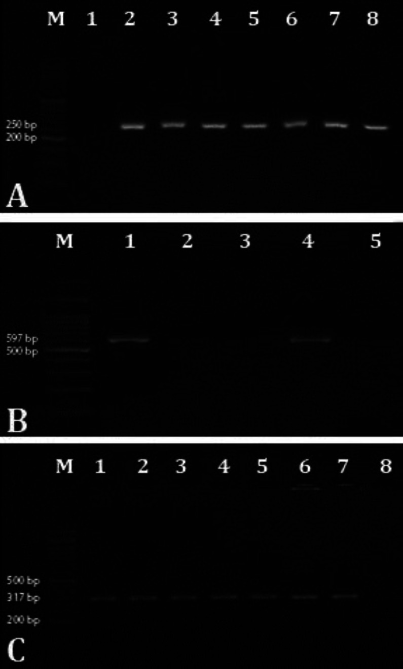 Molecular detection and phylogenetic analysis of <i>Borrelia</i> spp. from sheep and goats blood samples in West Azerbaijan province, Iran.