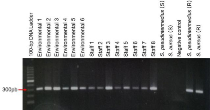 Prevalence and anti-microbial resistance of <i>Staphylococcus</i> spp. isolated from the environment and veterinary personnel in a Spanish veterinary teaching hospital.