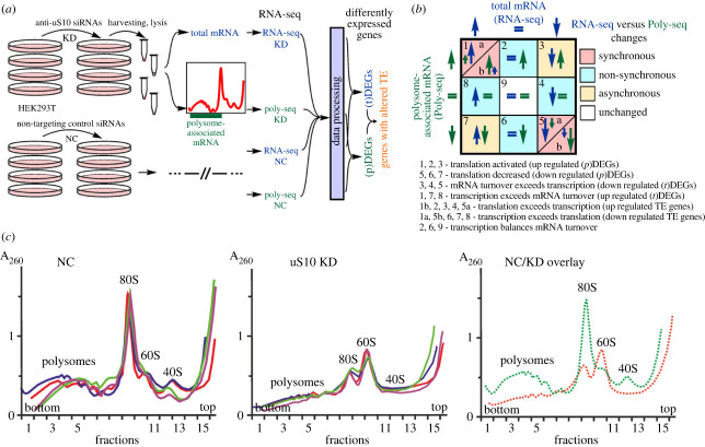 Deficiency of the ribosomal protein uS10 (RPS20) reorganizes human cells translatome according to the abundance, CDS length and GC content of mRNAs.