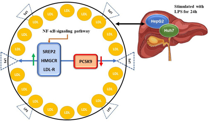 Current Understanding of PCSK9 and Its Relevance to Cancer Prognosis and Immune Therapy: A Review.