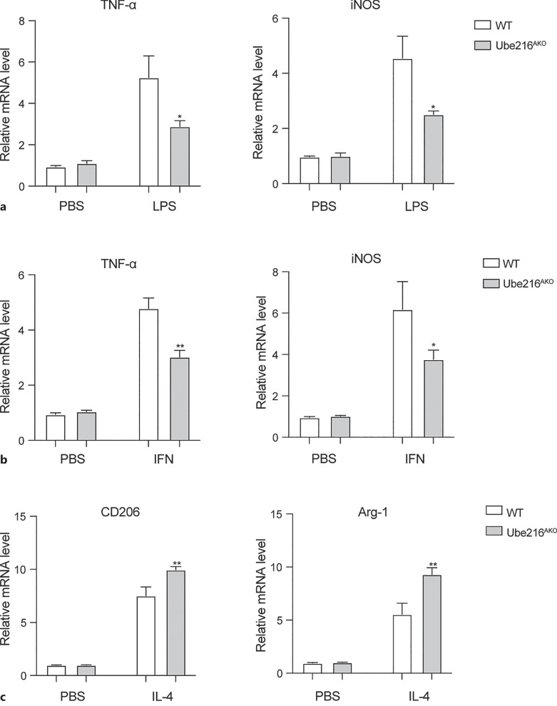 Ube2L6 Promotes M1 Macrophage Polarization in High-Fat Diet-Fed Obese Mice via ISGylation of STAT1 to Trigger STAT1 Activation.