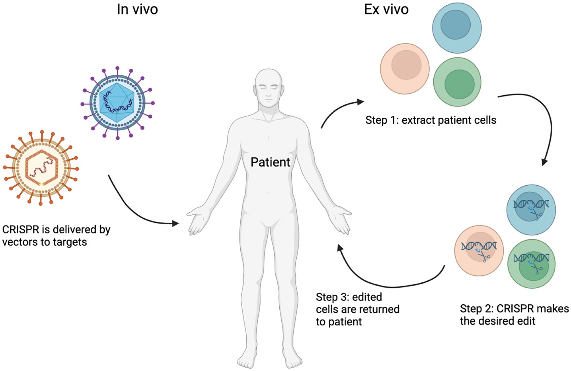CRISPR-Cas systems: A revolution in genome editing and its diverse applications.