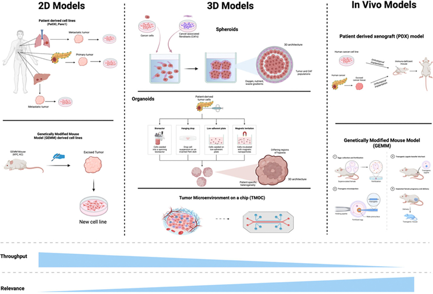 Combating PDAC Drug Resistance: The Role of Ref-1 Inhibitors in Accelerating Progress in Pancreatic Cancer Research.