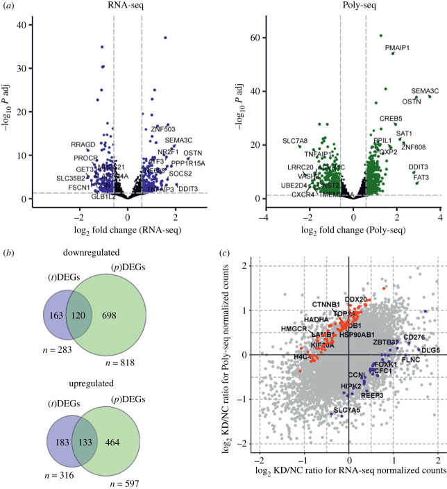 Deficiency of the ribosomal protein uS10 (RPS20) reorganizes human cells translatome according to the abundance, CDS length and GC content of mRNAs.