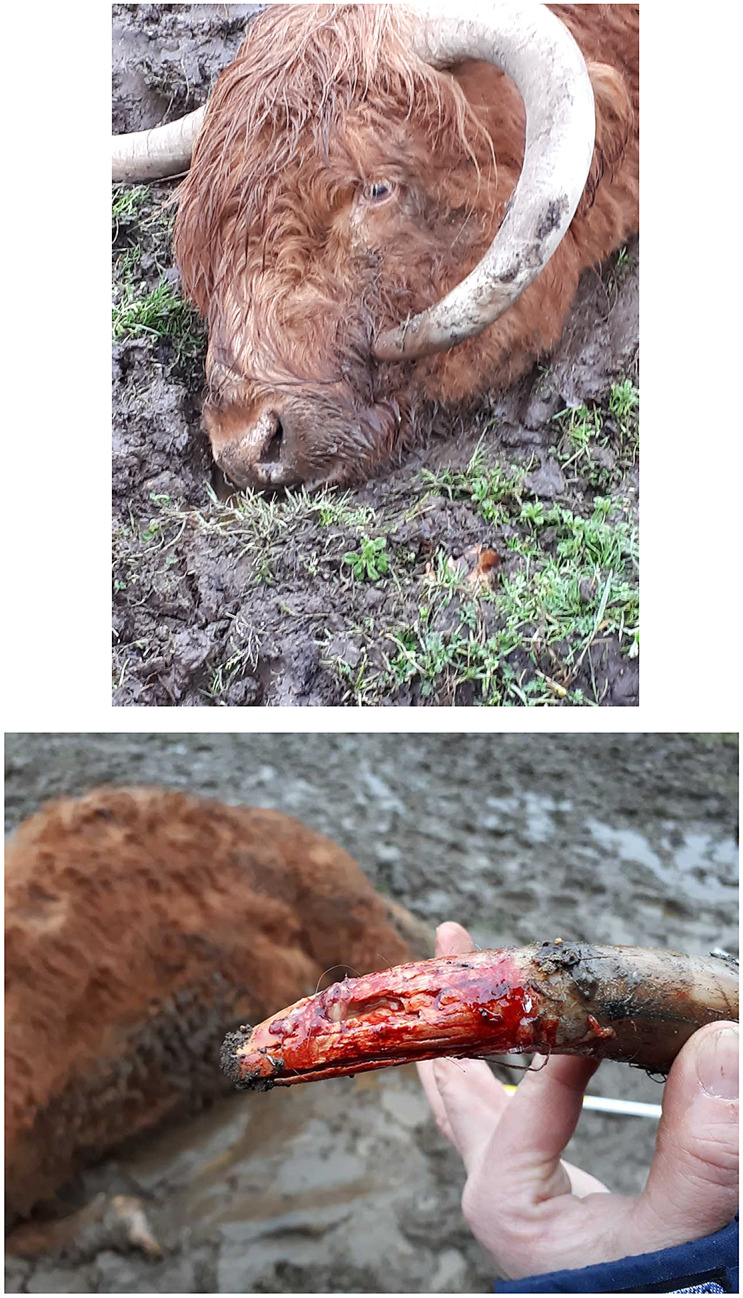 Legal assessment of ingrown horns and other horn-related anomalies in cattle and sheep.