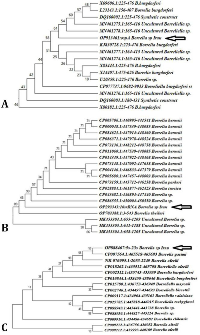 Molecular detection and phylogenetic analysis of <i>Borrelia</i> spp. from sheep and goats blood samples in West Azerbaijan province, Iran.