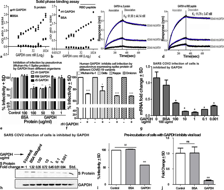 Glyceraldehyde-3-Phosphate Dehydrogenase Binds with Spike Protein and Inhibits the Entry of SARS-CoV-2 into Host Cells.
